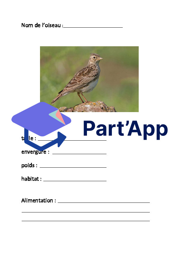 Les oiseaux_3