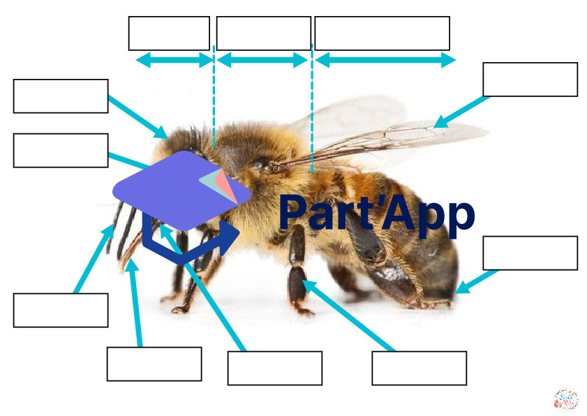 Jeu de plateau abeilles_6