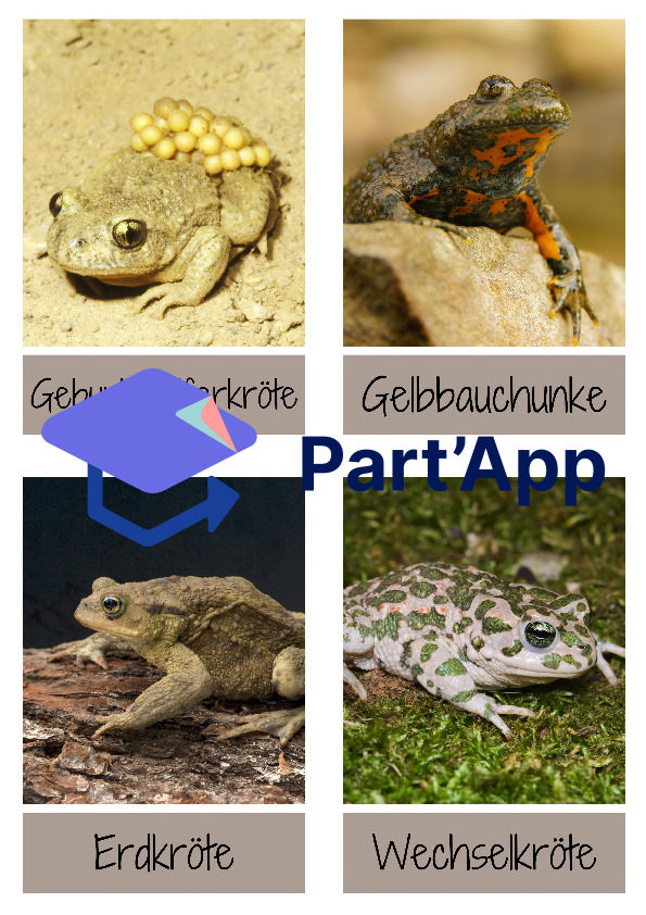 Amphibien - Lernkarten / Wissenskarten / Flashkarten_3