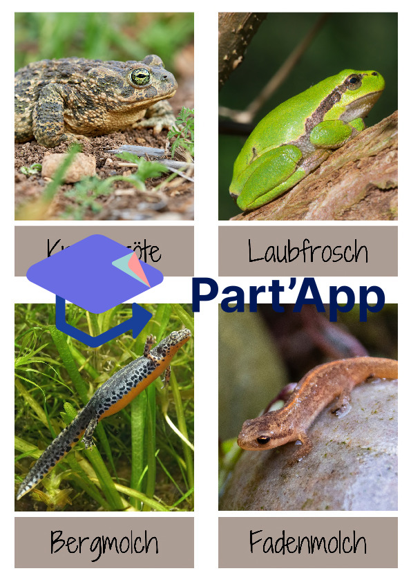 Amphibien - Lernkarten / Wissenskarten / Flashkarten_5