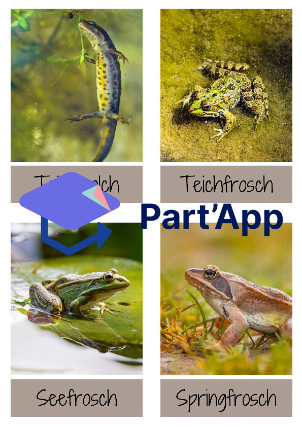 Amphibien - Lernkarten / Wissenskarten / Flashkarten_7