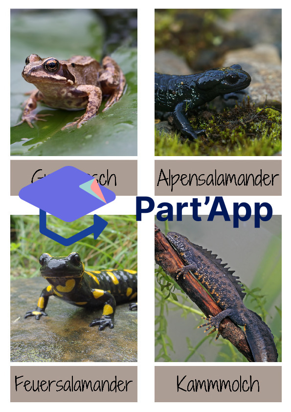 Amphibien - Lernkarten / Wissenskarten / Flashkarten_9