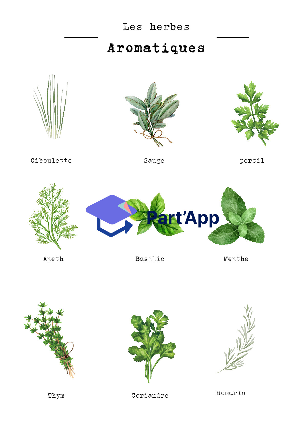 herbes aromatiques_2