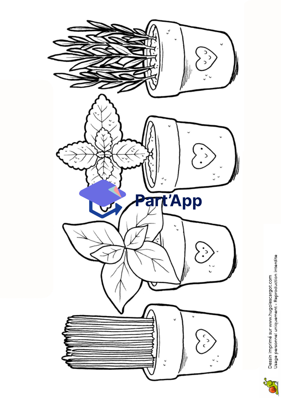 herbes aromatiques_4