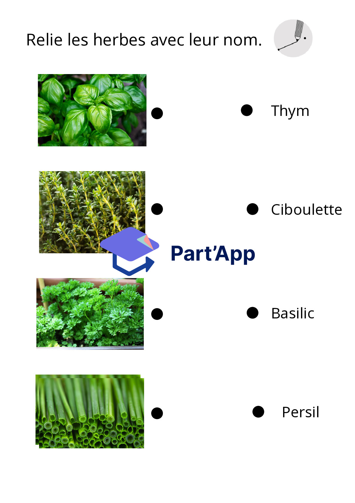 herbes aromatiques_6