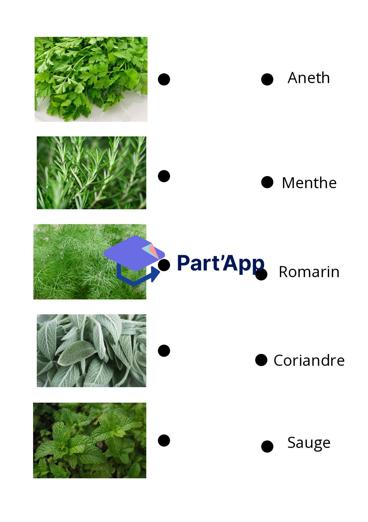 herbes aromatiques_7