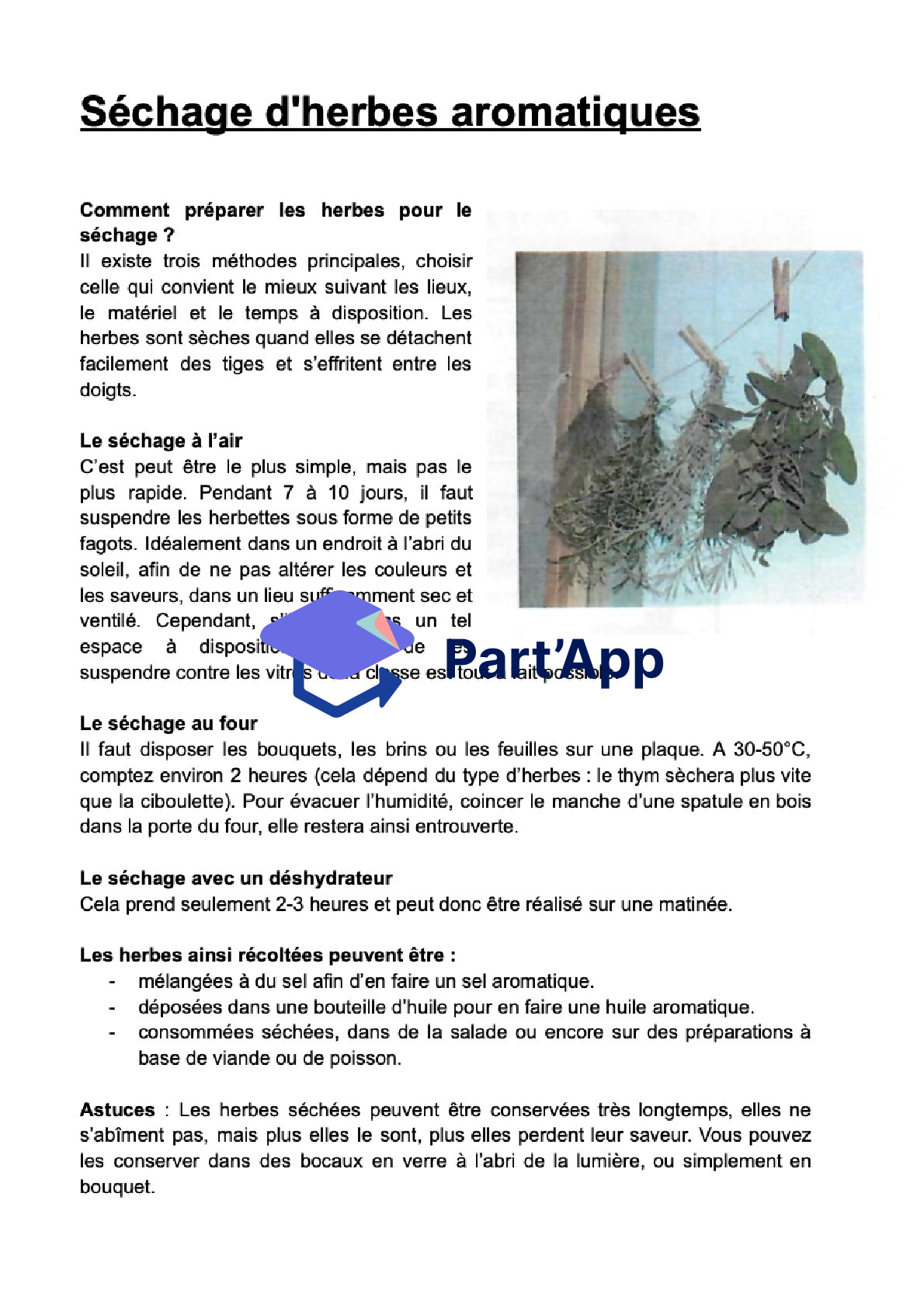 herbes aromatiques_10