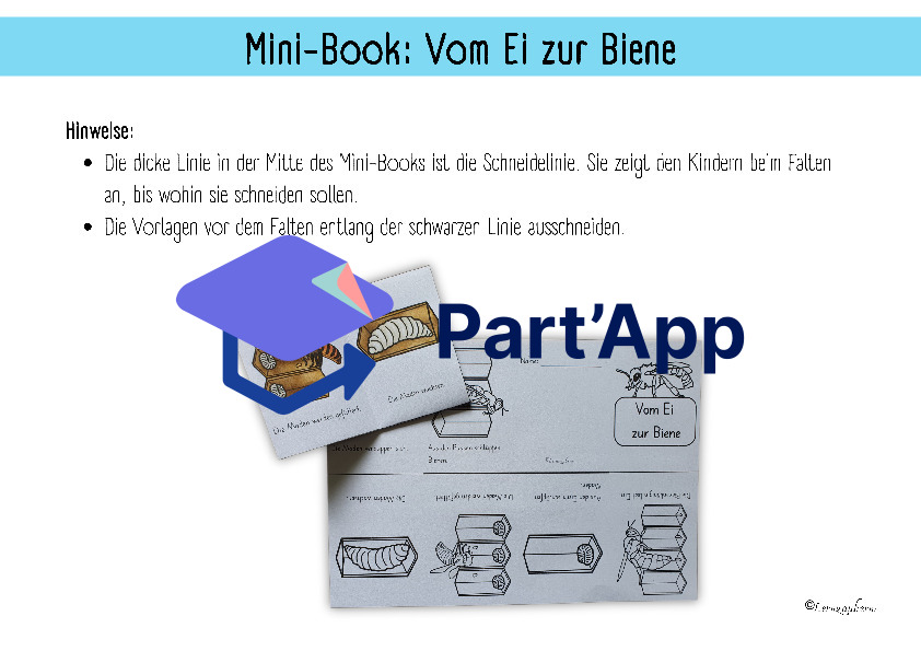 Mini-Book: Sachwissen Biene (Lebenszyklus)_2