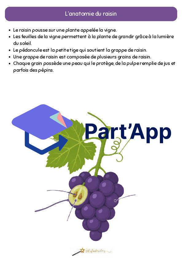 Dossier sur le raisin_5
