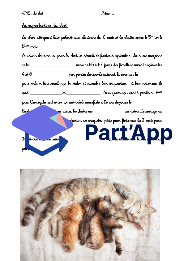 le chat_5