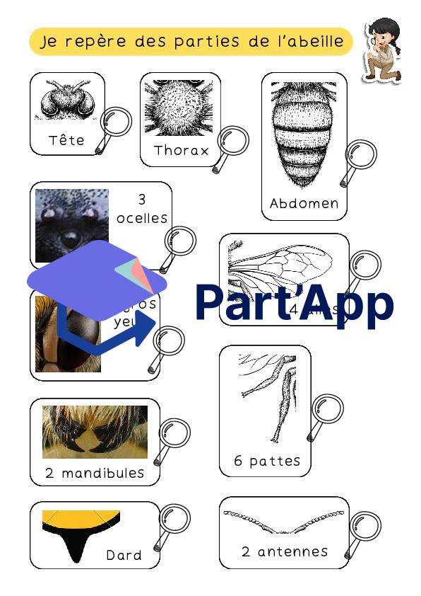 Anatomie de l'abeille_2