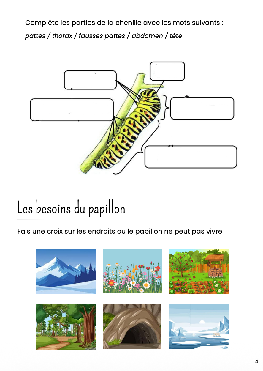 Dossier scientifique chenille et papillon_2