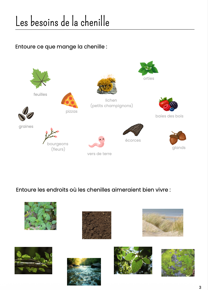 Dossier scientifique chenille et papillon_3