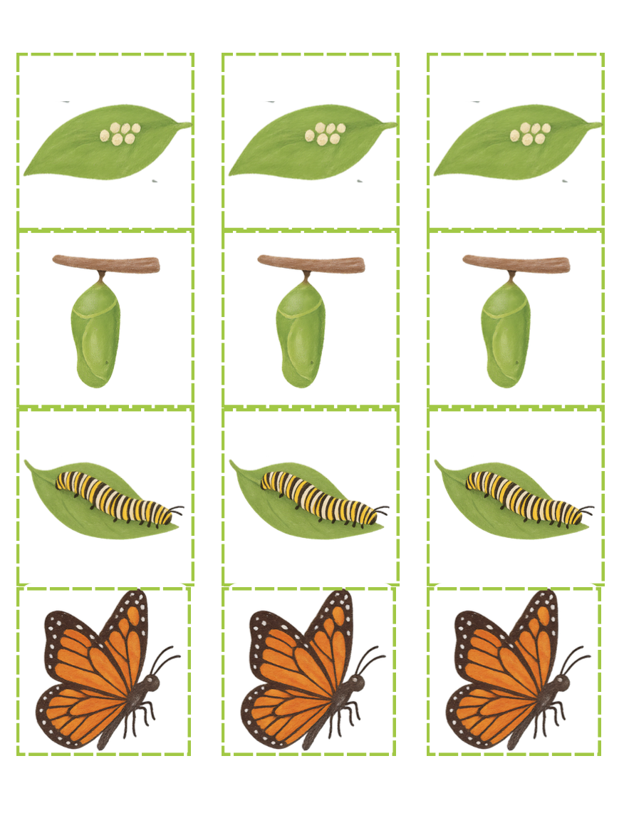 Dossier scientifique chenille et papillon_6