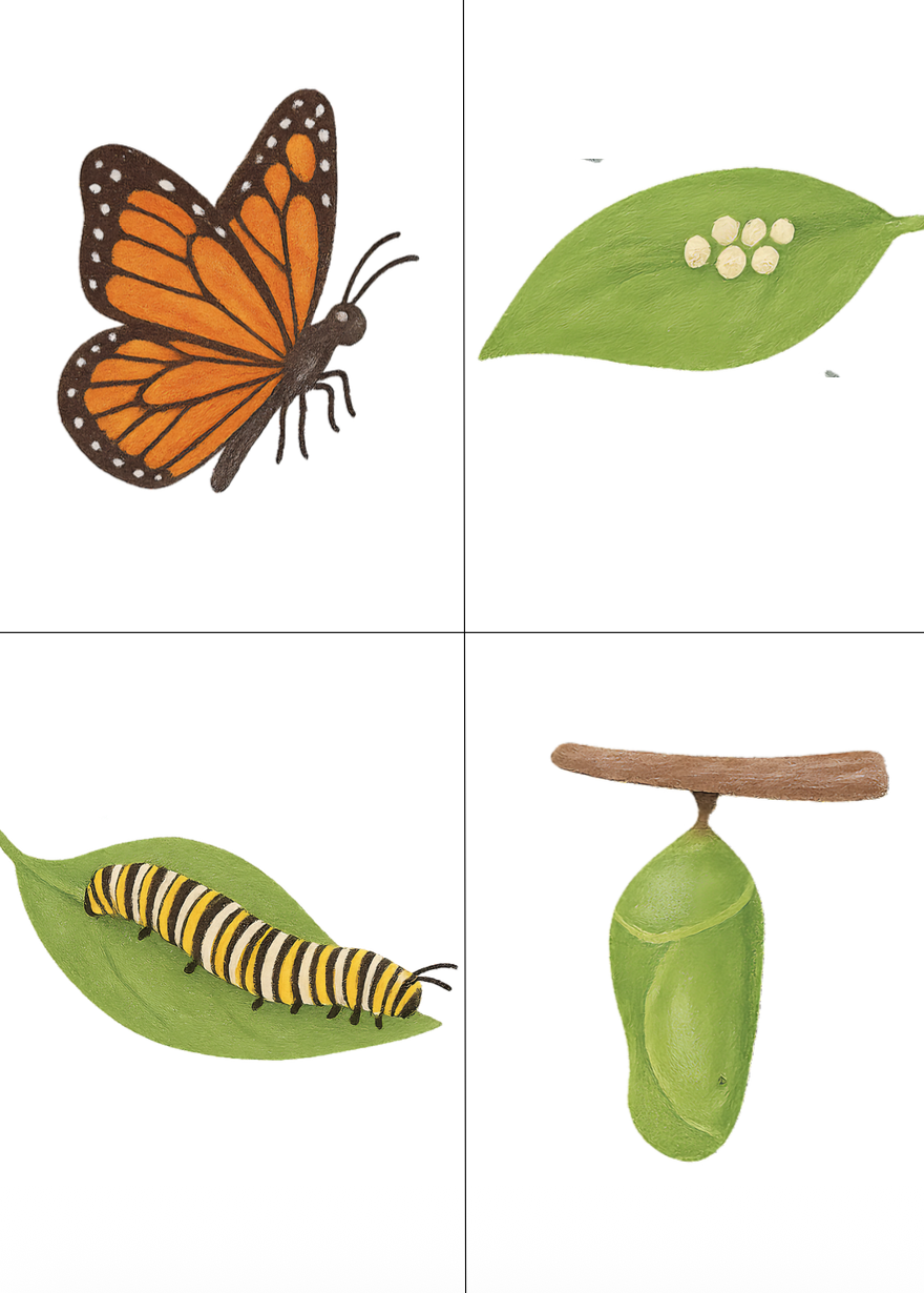 Dossier scientifique chenille et papillon_7