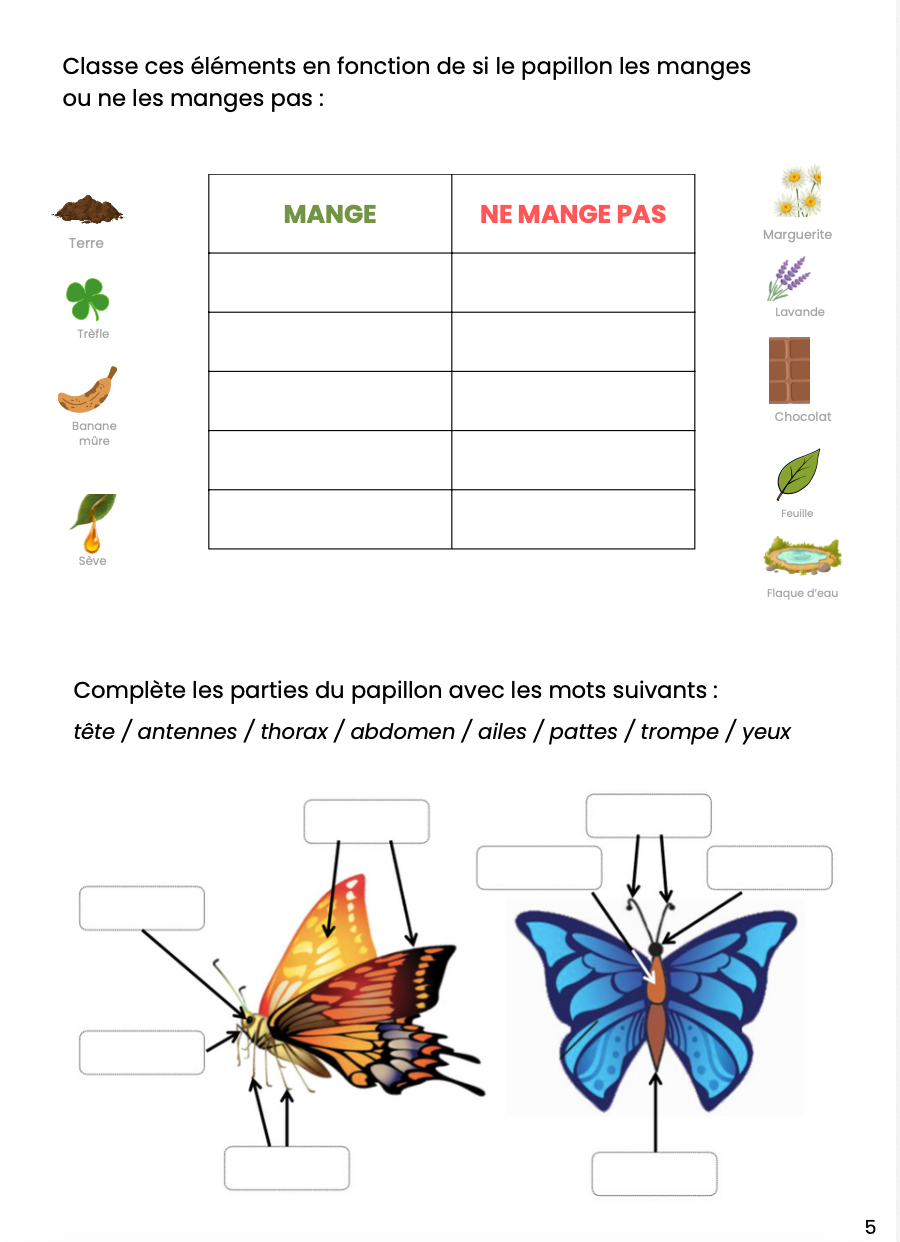 Dossier scientifique chenille et papillon_9