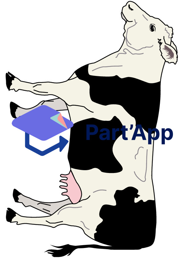 3P la vache_4