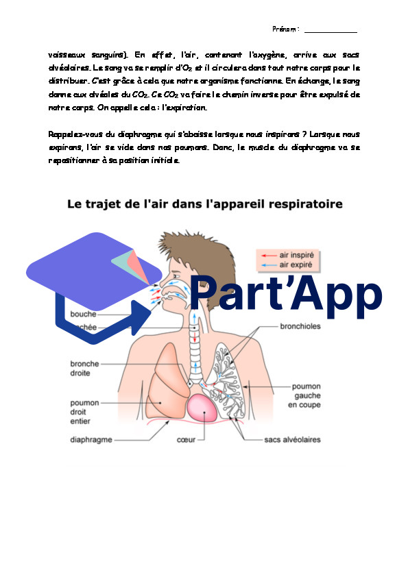 Le système respiratoire_3