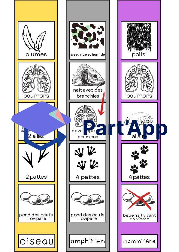 classification des animaux_3