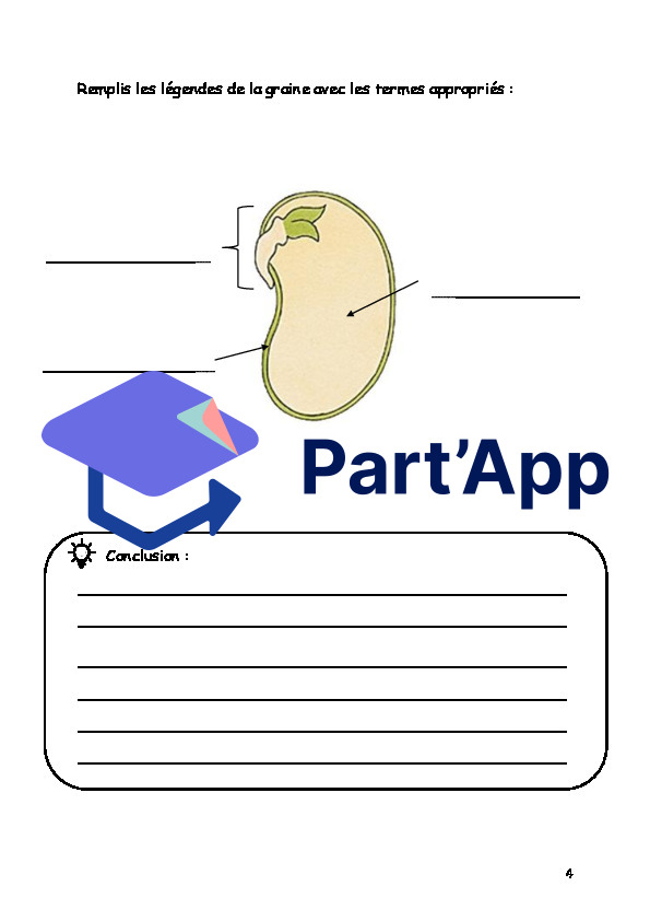 Séquence sur la germination du harciot_9