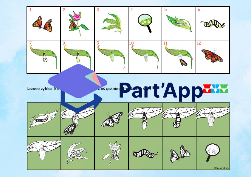 🦋 Papillon 8x dossier velcro regarde bien_37