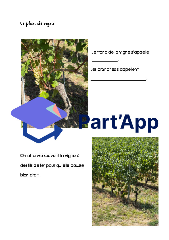 La vigne, le raisin_5
