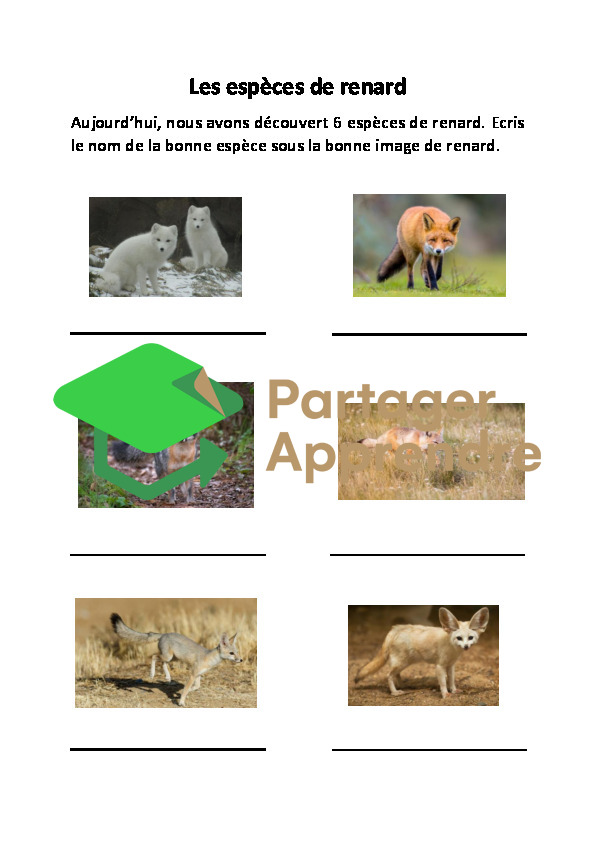 Le renard_3
