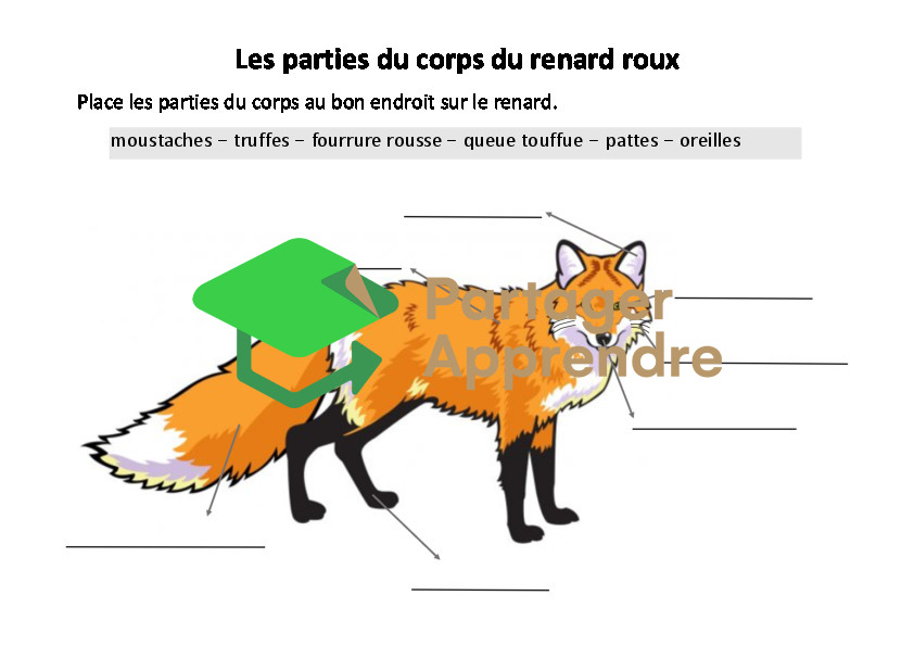 Le renard_5