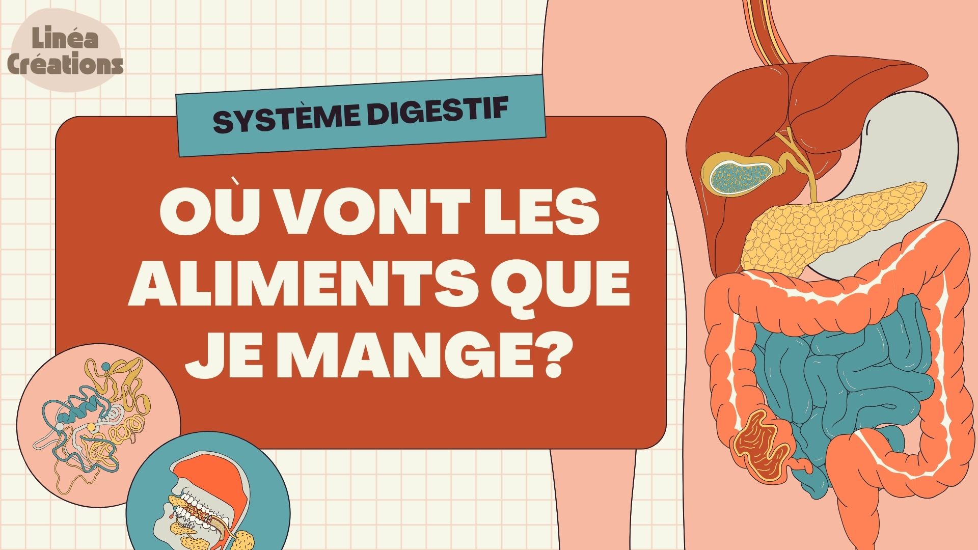 Le système digestif – séquence complète avec expériences et supports_2