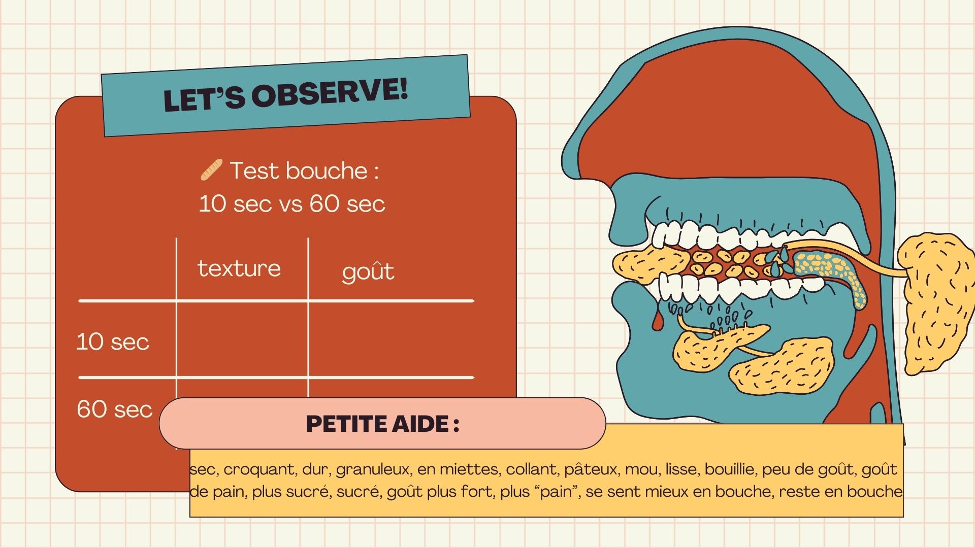 Le système digestif – séquence complète avec expériences et supports_3