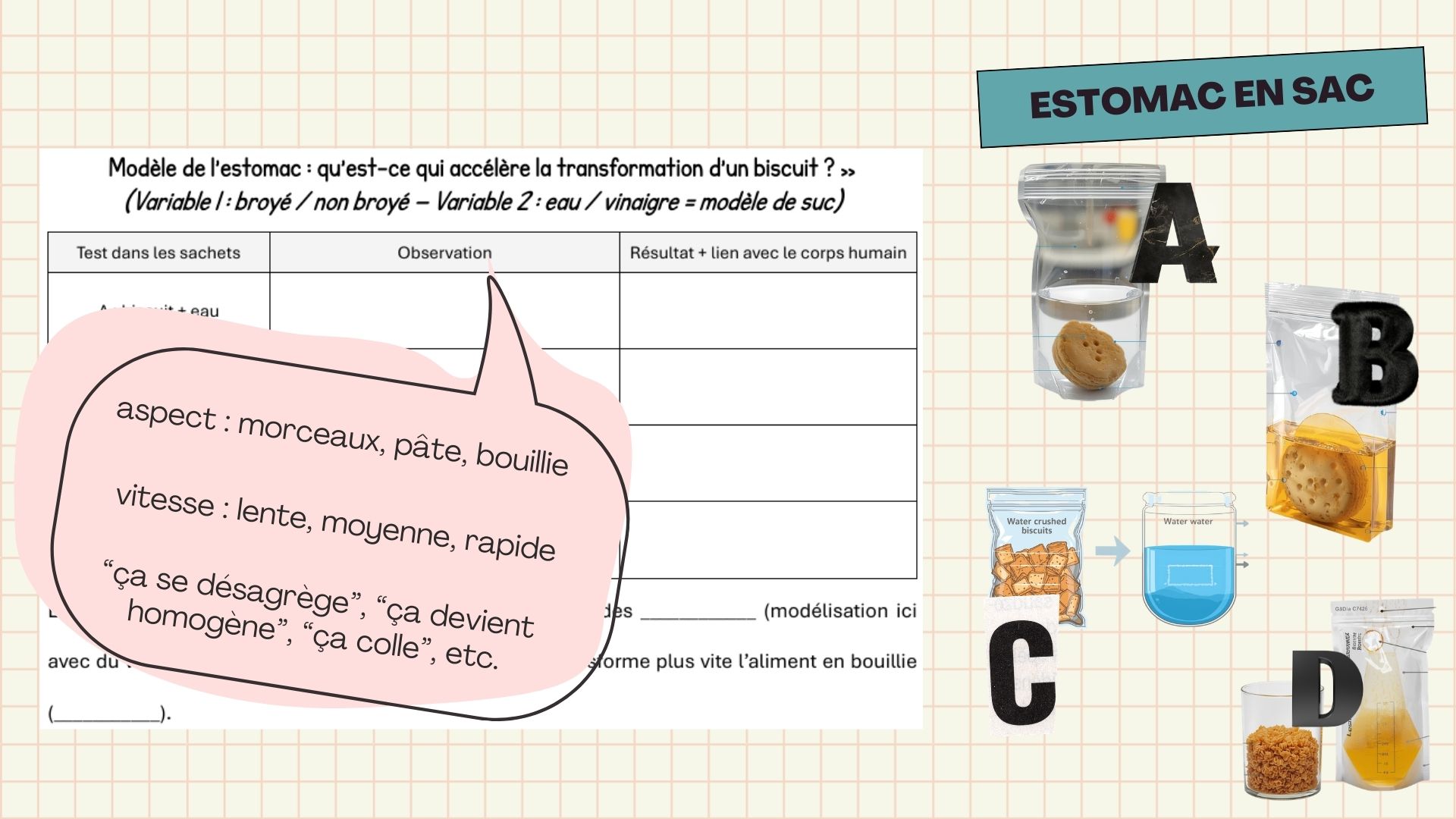 Le système digestif – séquence complète avec expériences et supports_4
