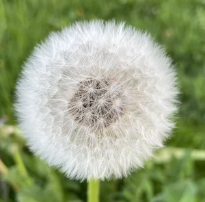 Pic