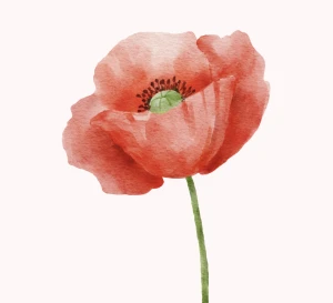 Coquelicot